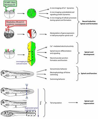 Xenopus laevis as a Model Organism for the Study of Spinal Cord Formation, Development, Function and Regeneration